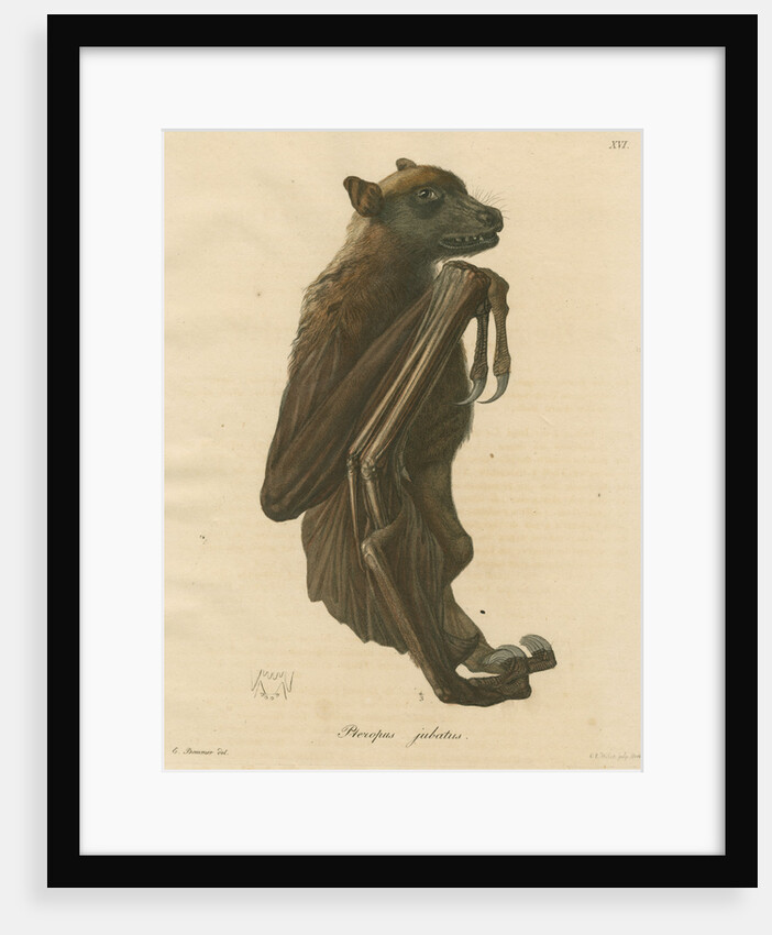 'Pteropus jubatus' [Flying fox] by C E Weber