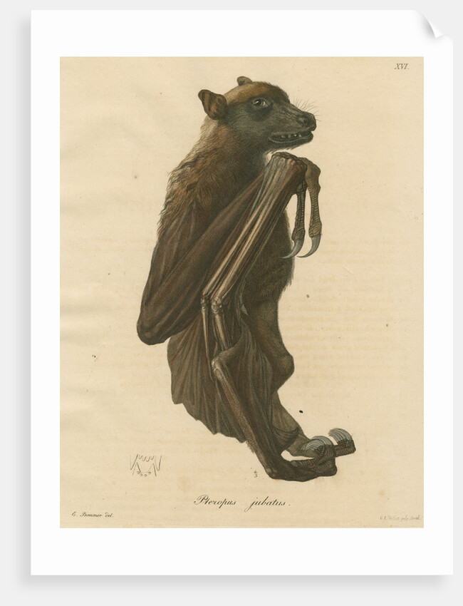 'Pteropus jubatus' [Flying fox] by C E Weber