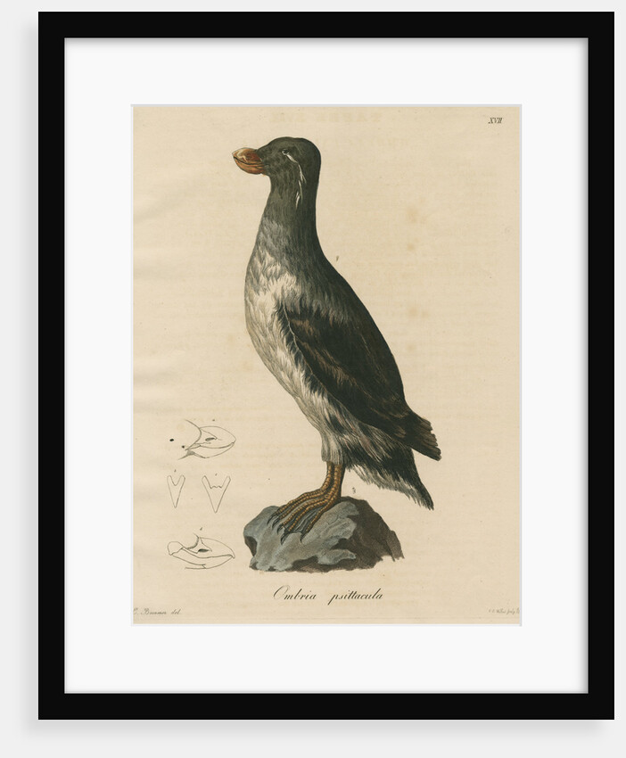'Ombria psittacula' [Parakeet auklet] by C E Weber