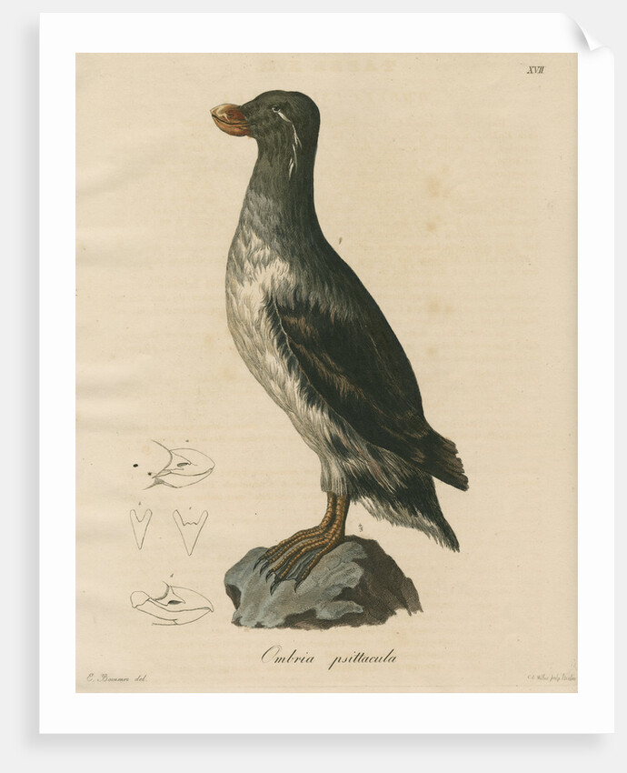 'Ombria psittacula' [Parakeet auklet] by C E Weber