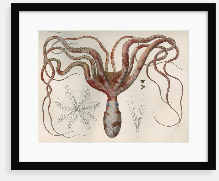 'Octopus macropus' [Atlantic white-spotted octopus] by Antoine Toussaint de Chazal