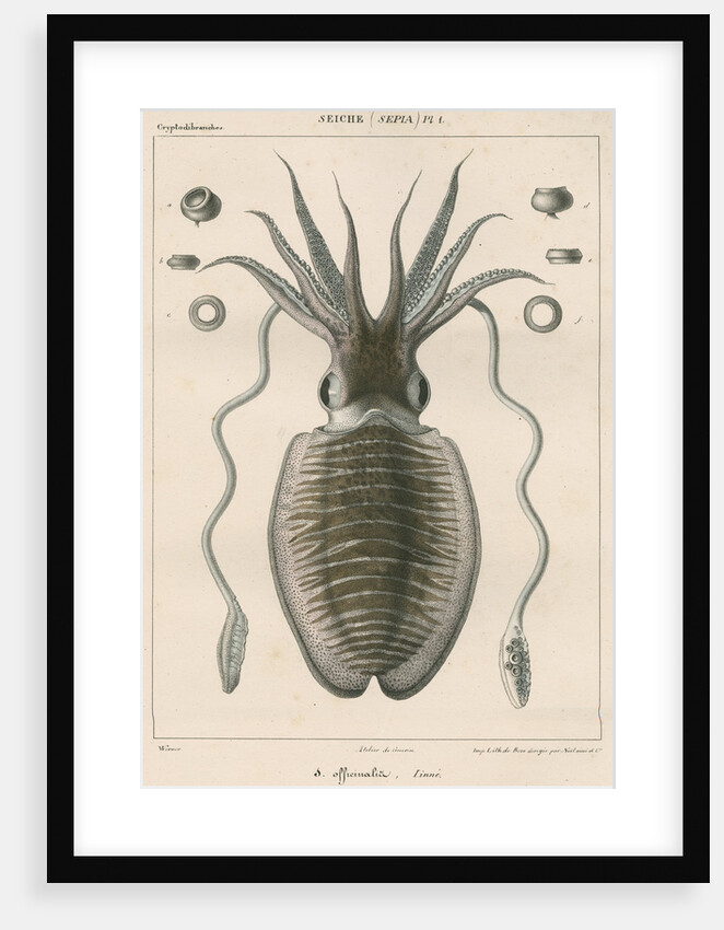 'Sepia officianalia' [Common cuttlefish] by Werner