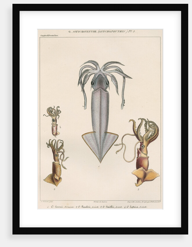 Studies of four varieties of squid by Benard