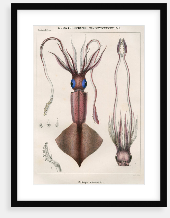 'Onychoteuthe bergii' [Clubhook squid] by Benard