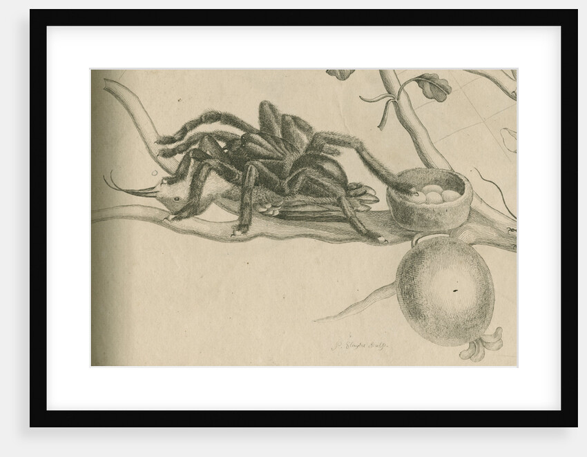 Bird-eating spider with humming bird by Joseph Mulder