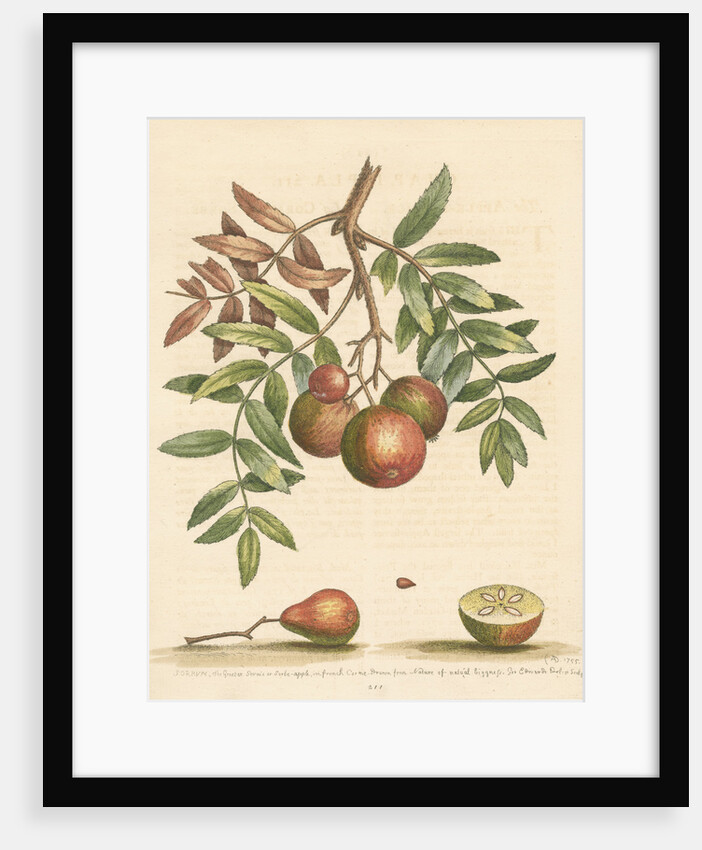 'The apple-service' [Sorb apple] by George Edwards