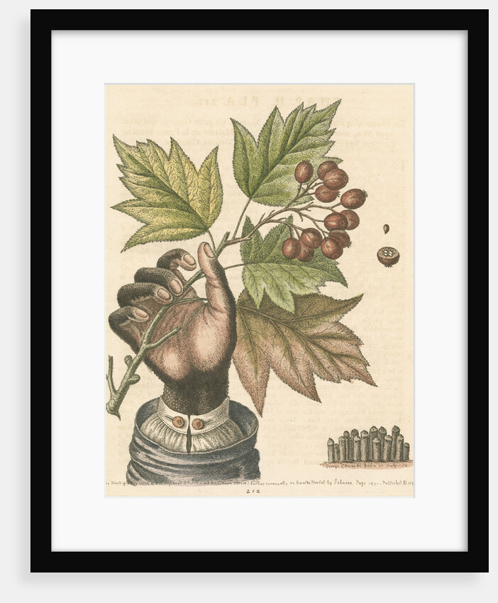 'The hand of a boy with a distempered skin, and a branch of the common Service Tree' by George Edwards