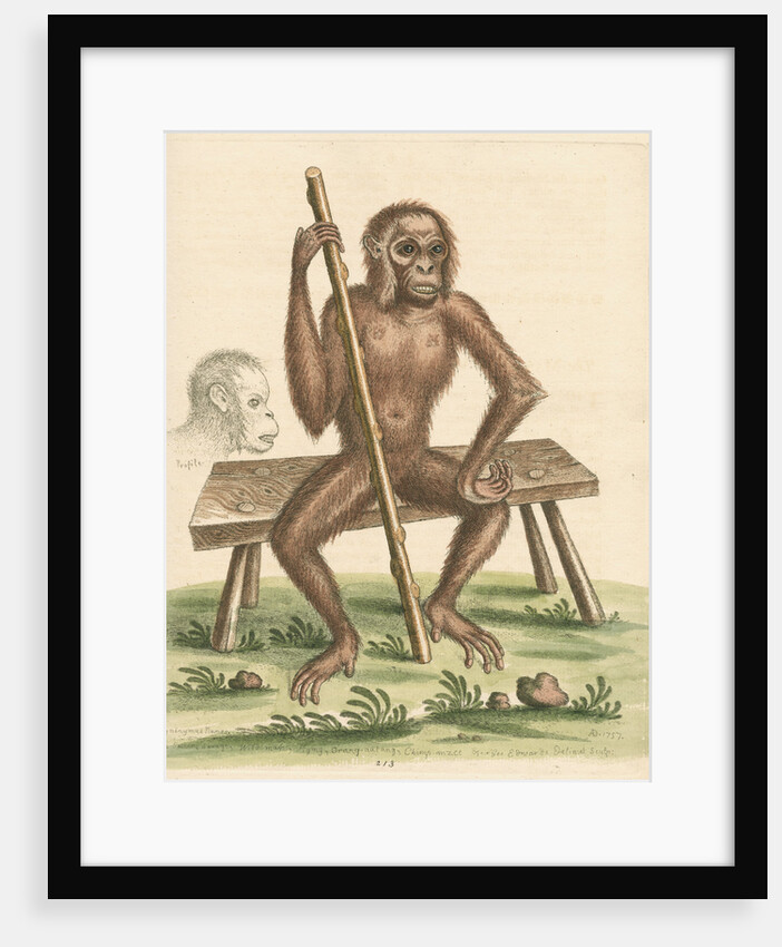 'The man of the woods' [Orangutan] by George Edwards