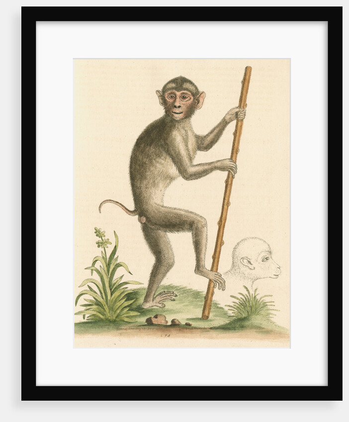 'The pig-tailed monkey from the Island of Sumatra...' [Pig tailed macaque] by George Edwards