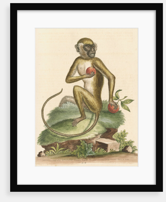 'The St Jago monkey' [Green monkey] by George Edwards
