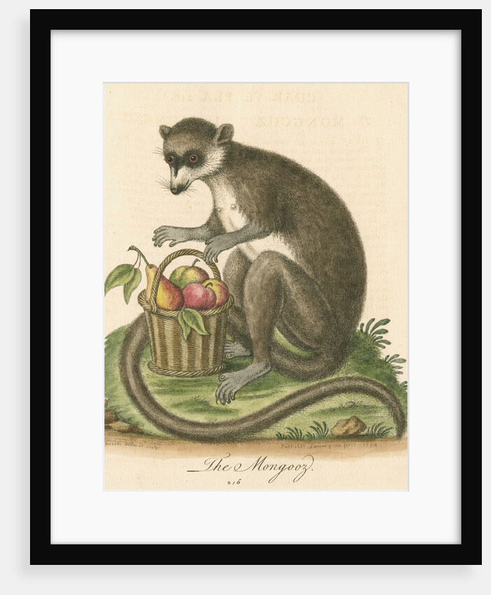 'The Mongooz' [Lemur] by George Edwards