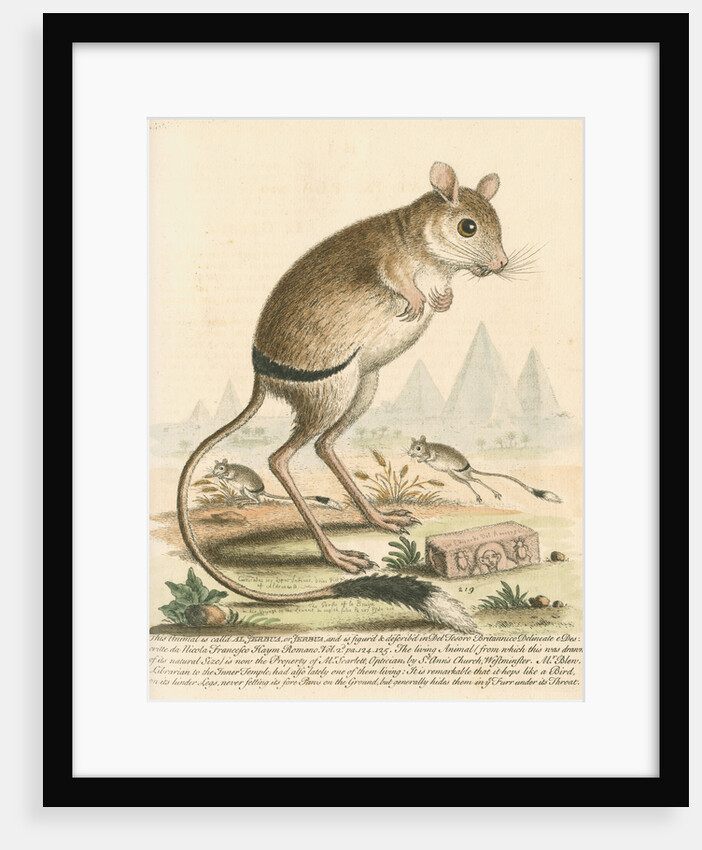 'The Gerbua' [Greater Egyptian jerboa] by George Edwards