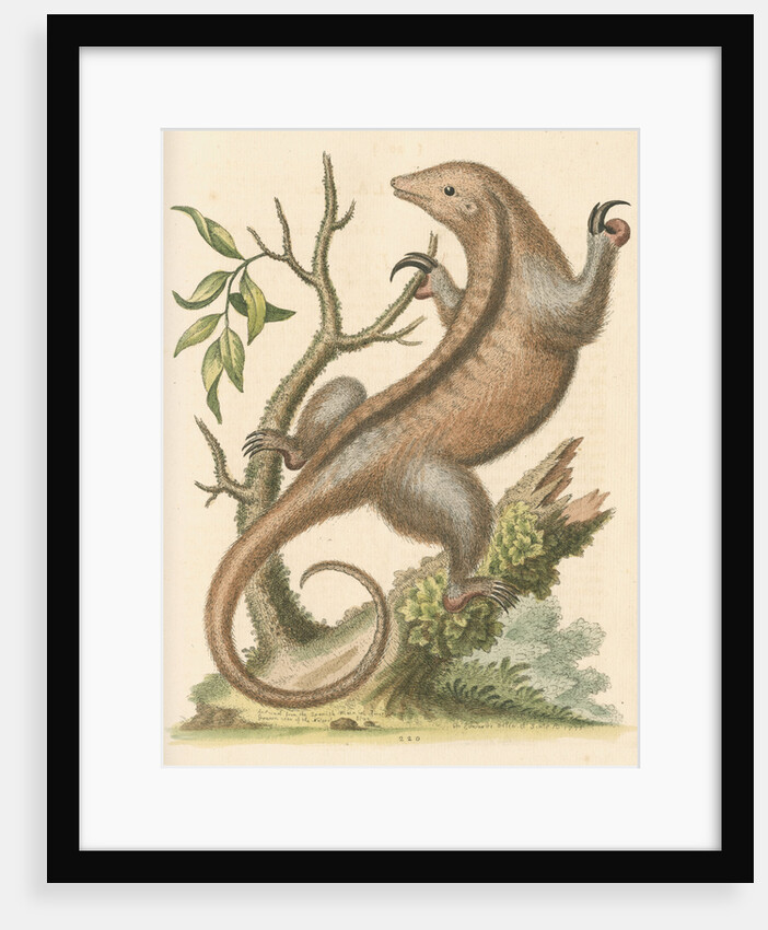 'The Little Ant-Eater' [Silky anteater ?] by George Edwards