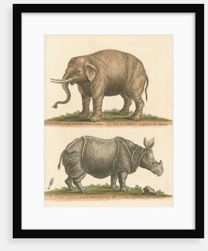 'The Elephant, and the Rhinoceros' by George Edwards