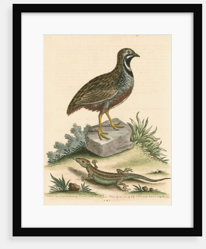 'The Chinese Quail and the Guernsey Lizard' by George Edwards