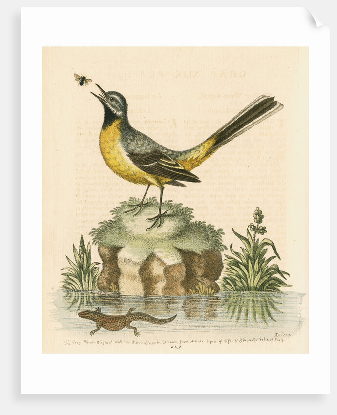 'The Grey Water-wagtail, and the Water-Lizard' by George Edwards