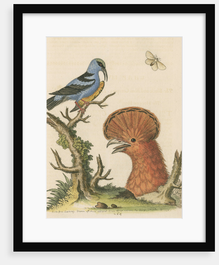 'The Black and Blue Creeper; and the Hoopoe Hen' by George Edwards