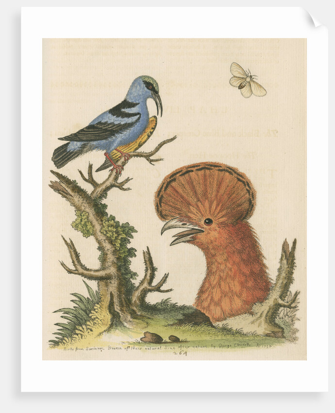 'The Black and Blue Creeper; and the Hoopoe Hen' by George Edwards