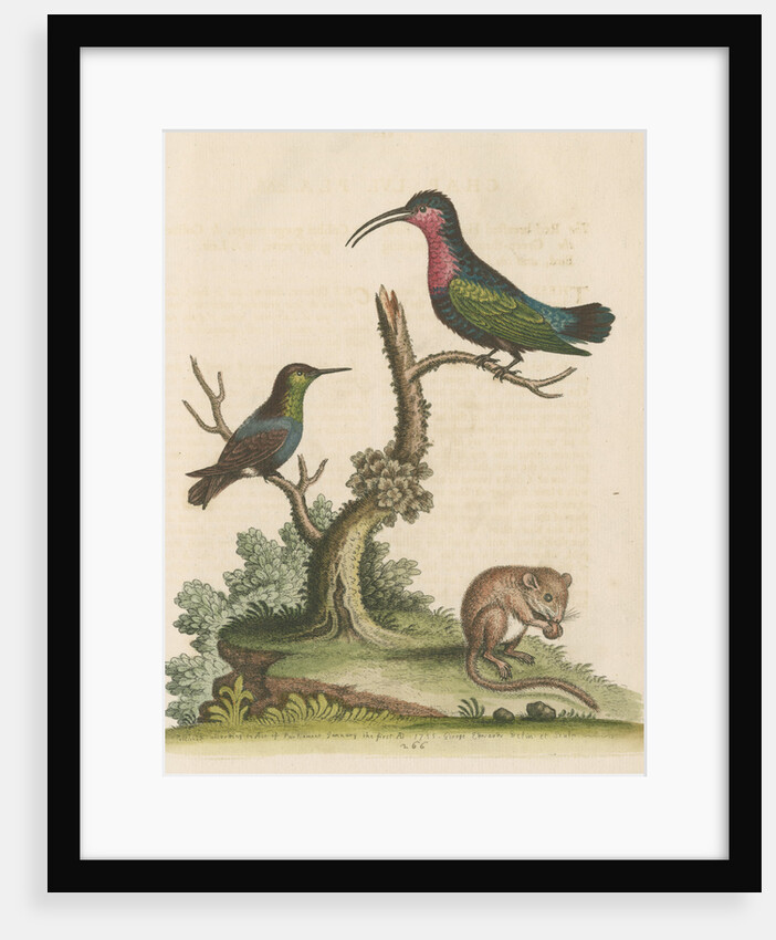 'The Red-breasted Humming Bird, the Green-throated Humming Bird, and the Dormouse' by George Edwards