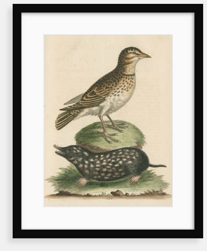 'The Calandra; and the Spotted Mole' by George Edwards