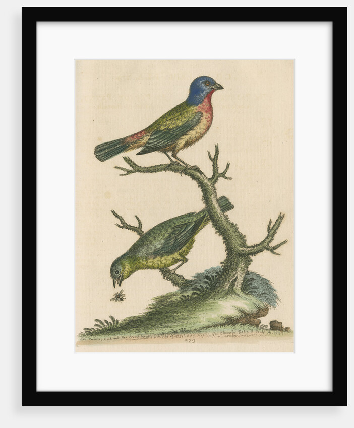 'The Painted Finch, Cock and Hen' [Painted bunting] by George Edwards