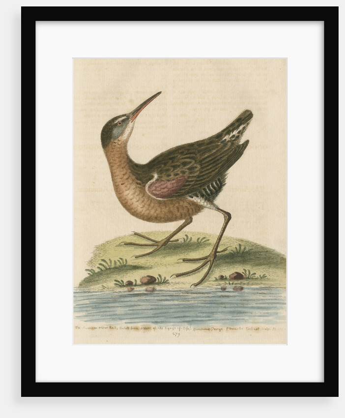 'The American Water-Rail' [Virginia rail] by George Edwards