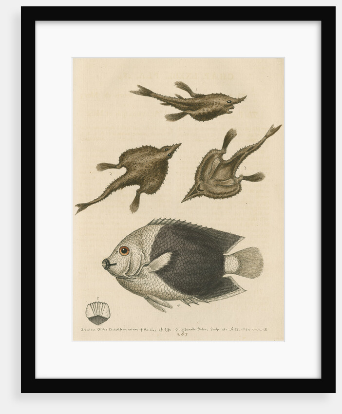 'The Sea-Bat; and the Pyed Acarauna' by George Edwards