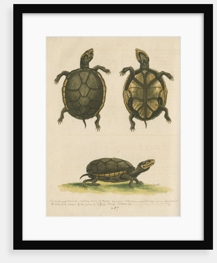 'The small Mud-Tortoise' by George Edwards