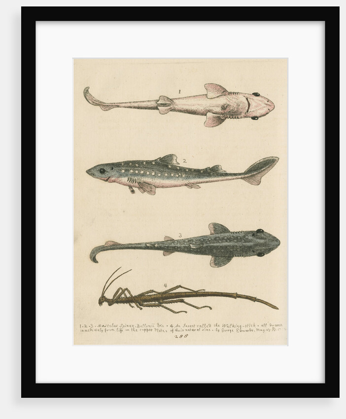 'The Prickled Dog or Hound-Fish, with an Insect called the Walking-Stick' by George Edwards