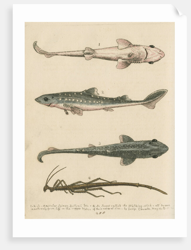 'The Prickled Dog or Hound-Fish, with an Insect called the Walking-Stick' by George Edwards