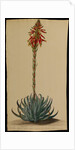 Aloe africana by Jacob Georg Dionysius van Huysum