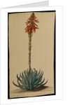 Aloe africana by Jacob Georg Dionysius van Huysum