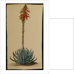 Aloe africana by Jacob Georg Dionysius van Huysum