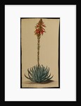 Aloe africana by Jacob Georg Dionysius van Huysum