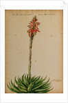 Aloe africana by Jacob van Huysum