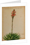 Aloe africana by Jacob van Huysum