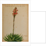 Aloe africana by Jacob van Huysum
