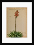 Aloe africana by Jacob van Huysum