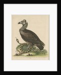 'Crested or Coped Black Vulture, and the Black and White Indian Snake' by George Edwards