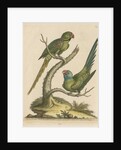 'The Ring Parrakeet, and the Blue-headed Parrakeet' by George Edwards