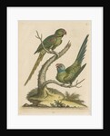 'The Ring Parrakeet, and the Blue-headed Parrakeet' by George Edwards