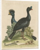 'The Curasso-Bird, and the Cushew-Bird' by George Edwards