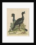 'The Curasso-Bird, and the Cushew-Bird' by George Edwards
