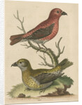 'The Cross-Bills, Cock and Hen' by George Edwards
