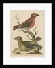 'The Cross-Bills, Cock and Hen' by George Edwards