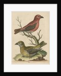 'The Cross-Bills, Cock and Hen' by George Edwards
