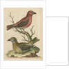 'The Cross-Bills, Cock and Hen' by George Edwards