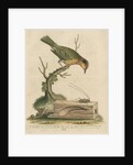 'The Worm-eater, and the Goat-Beetle' by George Edwards
