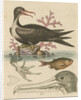 'The Man of War Bird, the Chinese Fish, &c.' by George Edwards