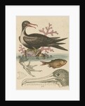 'The Man of War Bird, the Chinese Fish, &c.' by George Edwards